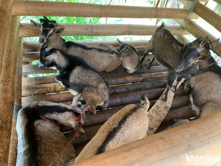 Nhờ chịu khó chăm sóc, đàn dê nhà chị Nhầu sinh sôi phát triển rất nhanh.