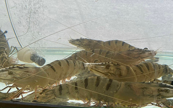 Hằng năm, Công ty TNHH Moana Ninh Thuận sản xuất và cung ứng cho các trại sản xuất từ 18.000-24.000 con tôm sú bố, mẹ.