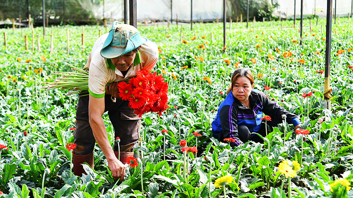 Thu hoạch hoa trồng trong nhà kính. Thu hoạch hoa trồng trong nhà kính.