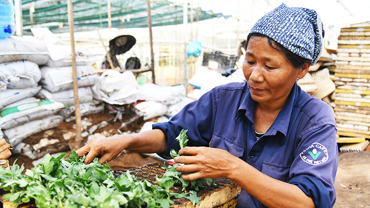 Tránh lạm dụng phân bón hóa học trong trồng trọt. Tránh lạm dụng phân bón hóa học trong trồng trọt.