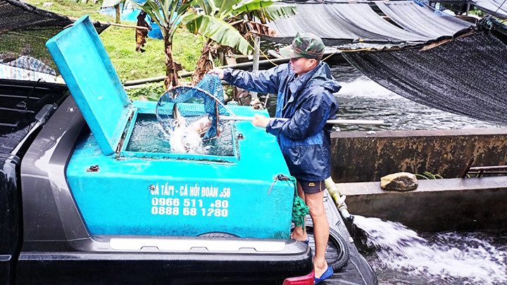 Thu hoạch cá hồi.