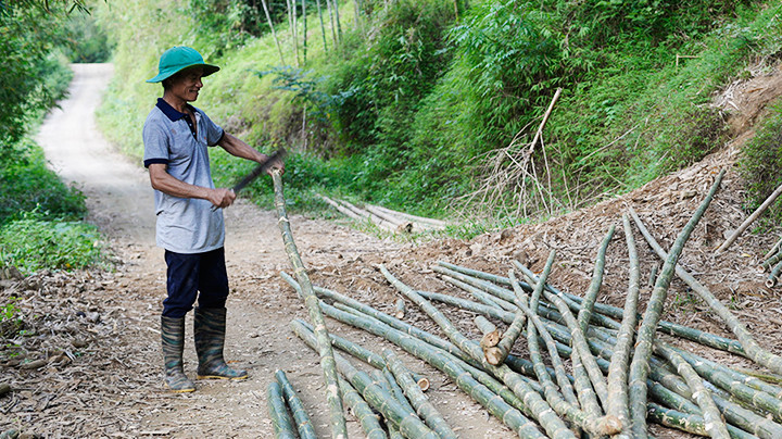 Những đoạn tre được chặt làm cọc.