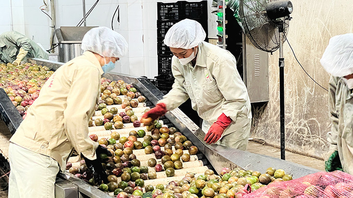 Phân loại chanh leo tại Nhà máy Nafoods.