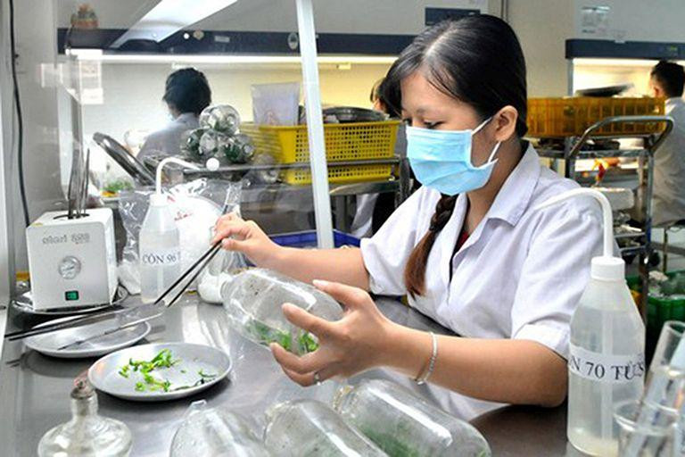 Tạo giống cây mới tại Trung tâm Công nghệ sinh học (quận 12, Thành phố Hồ Chí Minh). (Ảnh: CAO THĂNG)