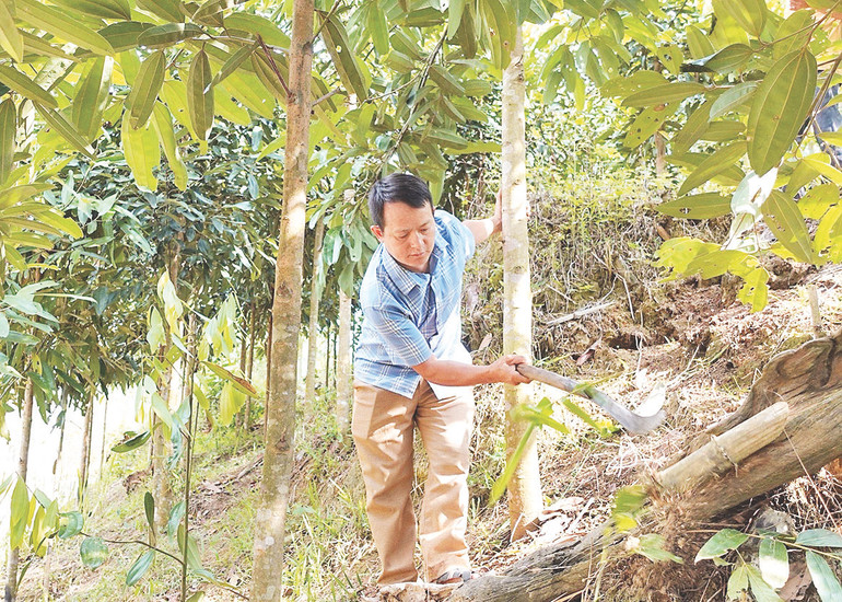 Người dân huyện Nậm Pồ chủ động vay vốn tín dụng đầu tư thực hiện các mô hình trồng cây ăn quả và cây quế, đem lại hiệu quả kinh tế cao.