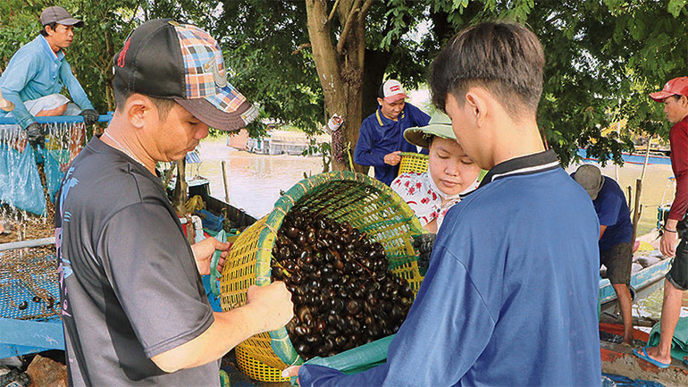 Thương lái thu mua ốc bươu vàng ngay tại ruộng ở huyện Châu Thành, tỉnh An Giang.