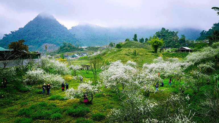 Thung lũng mận xã Mường Lống, huyện Kỳ Sơn (tỉnh Nghệ An).