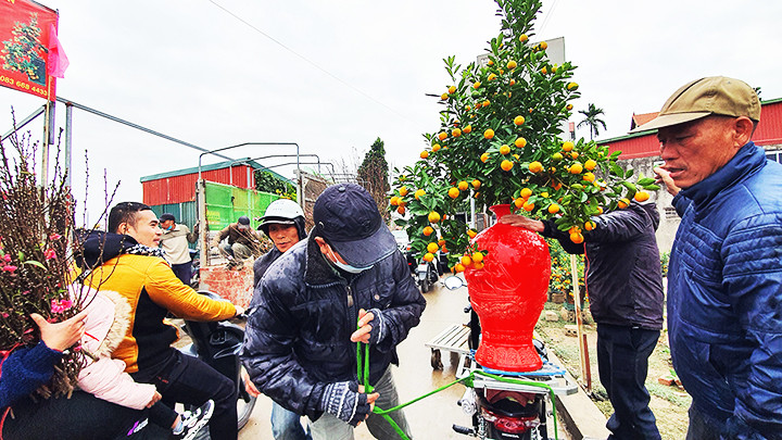 Làng quất Tứ Liên ngày giáp Tết.