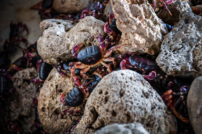 Cua đá thương phẩm đòi hỏi môi trường sống cùng thức ăn sạch. Ngoài ra các yêu cầu khác như độ ẩm, độ mặn cũng cần được bảo đảm chính xác. Cua đá thương phẩm đòi hỏi môi trường sống cùng thức ăn sạch. Ngoài ra các yêu cầu khác như độ ẩm, độ mặn cũng cần được bảo đảm chính xác.