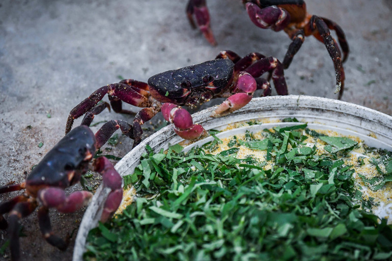 Khẩu phần ăn của cua đá thương phẩm bao gồm rau xanh, cám và trái cây các loại. Khẩu phần ăn của cua đá thương phẩm bao gồm rau xanh, cám và trái cây các loại.