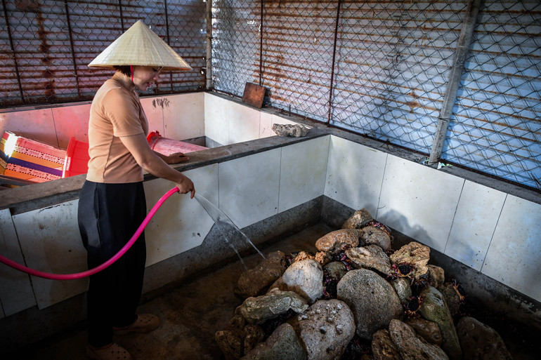 Tắm cho cua bằng nước biển nguyên chất. Tắm cho cua bằng nước biển nguyên chất.