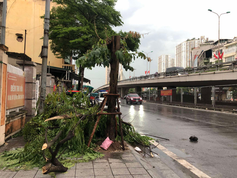 Mưa lớn kèm theo gió giật mạnh khiến nhiều cây lớn tại Hà Nội bị gãy đổ hàng loạt.