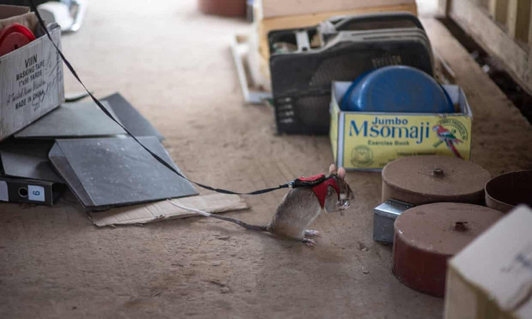 Những con chuột được mặc những chiếc áo vest nhỏ màu đỏ gắn vào dây xích, có gắn máy bíp ở phía trước để chúng có thể dùng chân trước báo hiệu cho người xử lý khi phát hiện ra hàng lậu. (Ảnh: Maria Anna Caneva Saccardo Caterina/Apopo/SWNS)