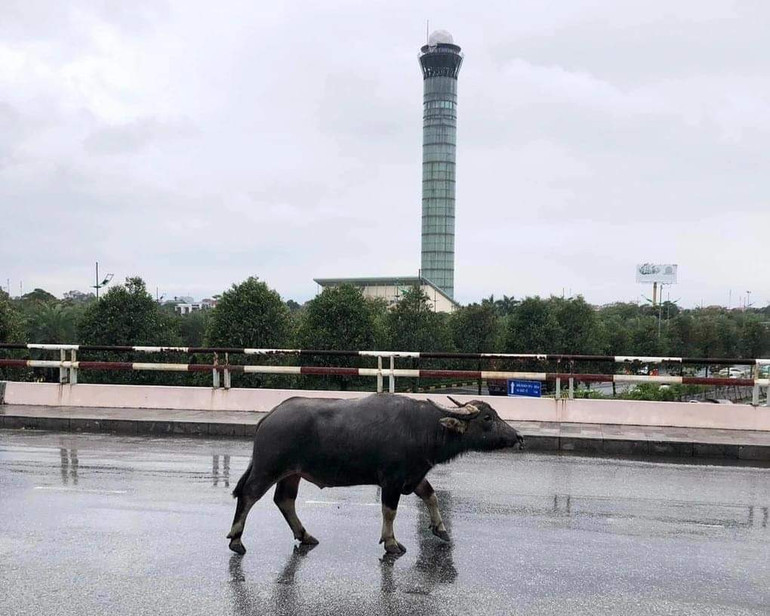 Chú trâu "đi lạc" lên khu vực tầng 2 nhà ga T1.