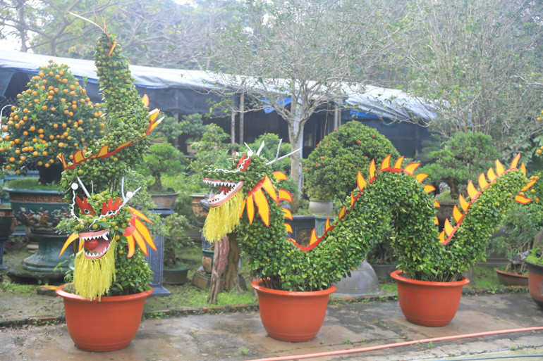 Mỗi con rồng này sử dụng hết 6 cây, được trồng trong 2 bình lớn đóng vai trò như 2 cụm chân của rồng.