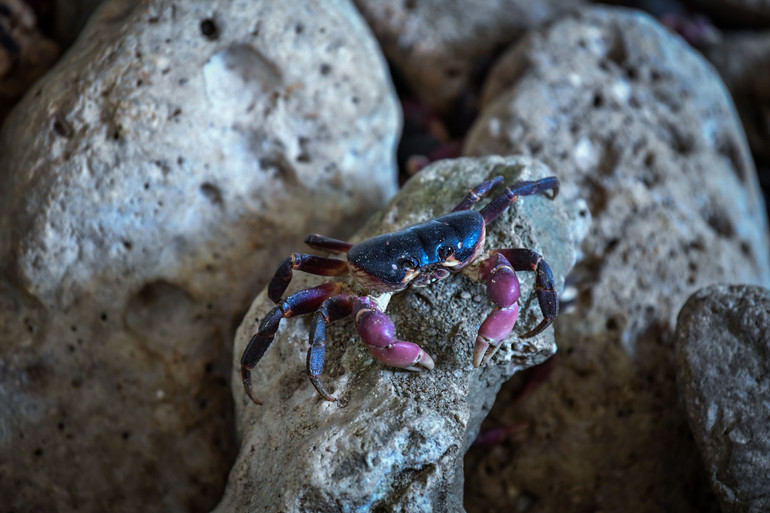 Cua đá được nuôi thương phẩm trên đảo Cồn Cỏ kỳ vọng sẽ mở ra hướng đi mới. Cua đá được nuôi thương phẩm trên đảo Cồn Cỏ kỳ vọng sẽ mở ra hướng đi mới.
