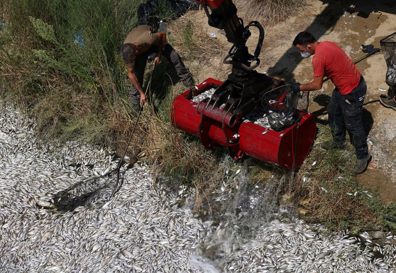 Chính quyền thành phố Volos thu gom xác cá chết. (Ảnh: Reuters)