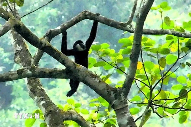 Cá thể vượn má trắng (con đực trưởng thành) được bẫy ảnh chụp lại tại khu vực Pù Nhíp, xã Thông Thụ, huyện Quế Phong, tỉnh Nghệ An. (Ảnh: TTXVN)