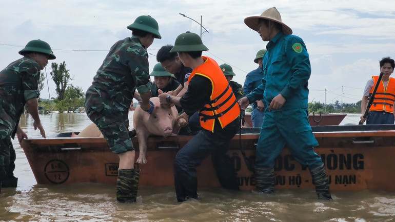 Lực lượng quân đội hỗ trợ người dân các xã ven đê huyện Văn Giang vận chuyển đàn lợn từ vùng lụt ra vị trí an toàn chiều 12/9.