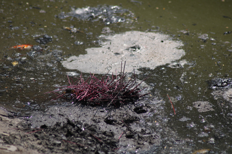 Khu vực ven bờ sông Hồng cầu Long Biên, mặt nước nổi váng, đen đặc vì tàn hương. (Ảnh: Nhật Quang) Khu vực ven bờ sông Hồng cầu Long Biên, mặt nước nổi váng, đen đặc vì tàn hương. (Ảnh: Nhật Quang)