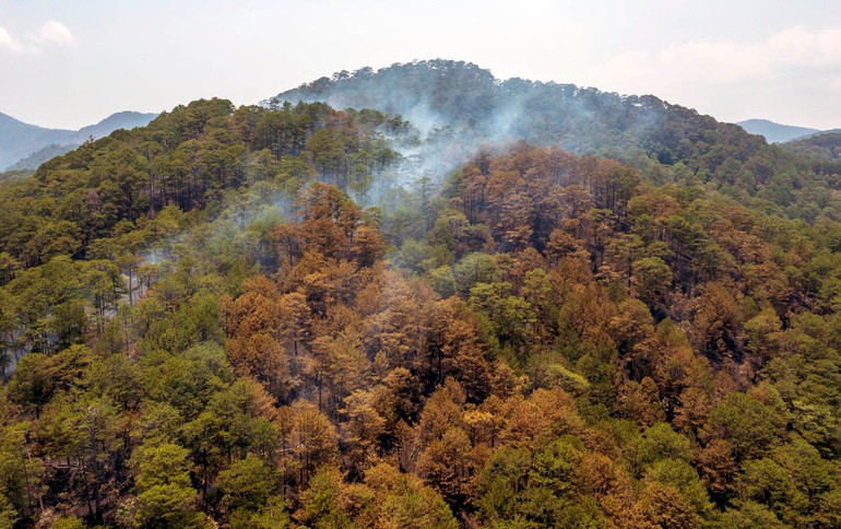 Hình ảnh từ flycam cho thấy khu vực xảy ra cháy lớn lá thông bị úa màu.