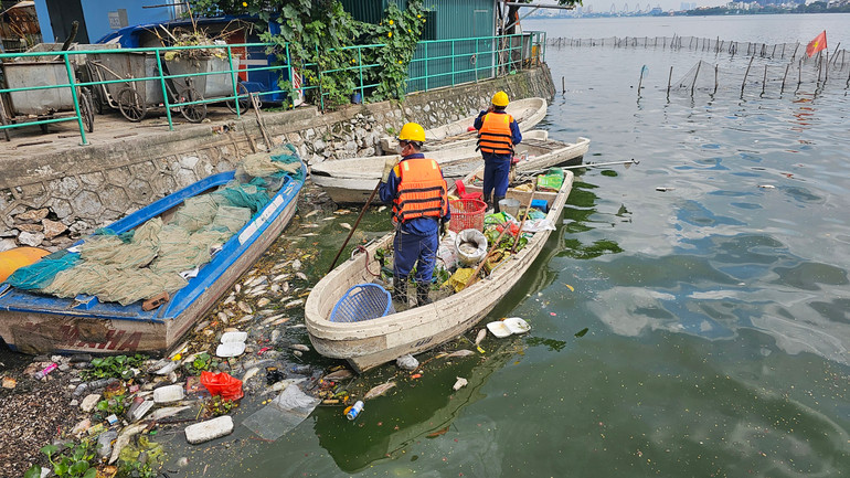 Trong sáng 19/9, công tác thu gom xác cá chết trên mặt hồ Tây vẫn đang được công nhân Công ty Thoát nước Hà Nội khẩn trương tiến hành.