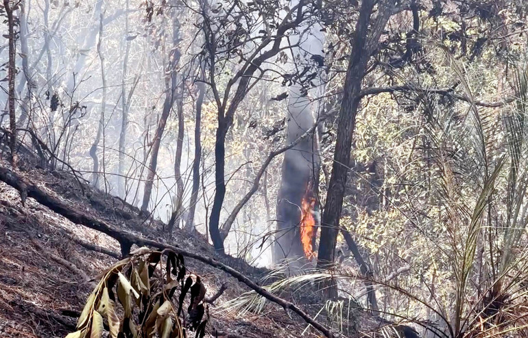 Gốc thông còn bén lửa.