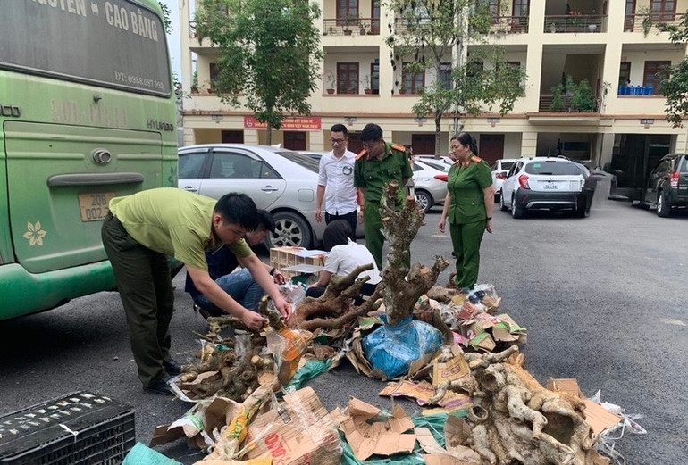 Lực lượng chức năng kiểm tra tang vật thu giữ trên xe khách. (Ảnh: Công an Bắc Kạn)