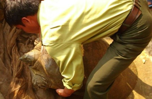 Cá thể rùa Hoàn Kiếm tại Đồng Mô. (Ảnh do Chương trình bảo tồn rùa châu Á chụp năm 2020)