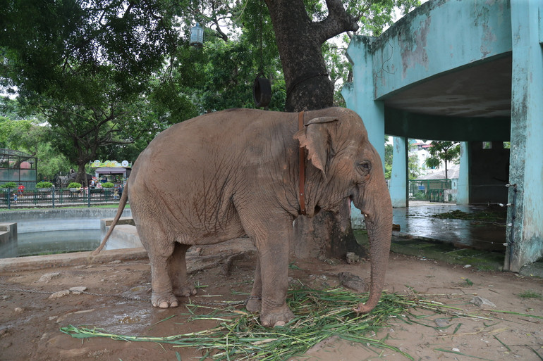 Voi tại vườn thú Hà Nội.