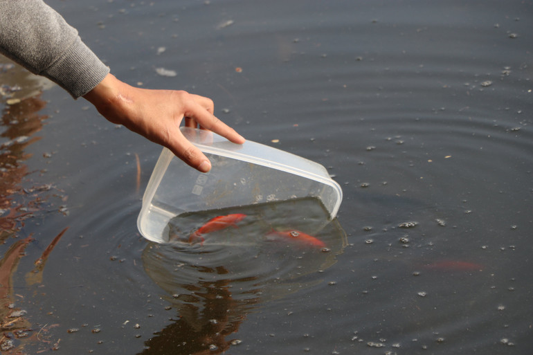 Những chú cá được phóng sinh cũng rất khó sống sót với chất lượng nước như thế này. Những chú cá được phóng sinh cũng rất khó sống sót với chất lượng nước như thế này.