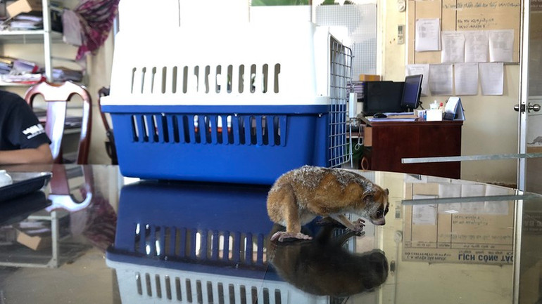 Một cá thể culi được người dân bàn giao cho cơ quan chức năng.