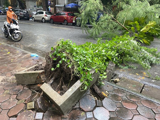 Phần gốc cây bị bật rễ, đổ ra đường.