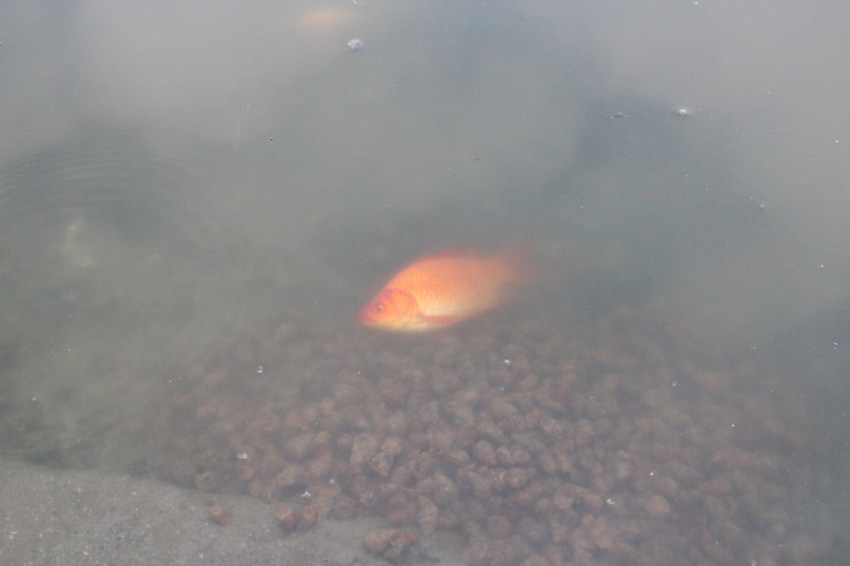 Một chú cá đã rất yếu ngay sau khi được phóng sinh. Một chú cá đã rất yếu ngay sau khi được phóng sinh.