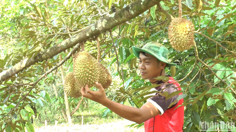 Người dân cần thận trọng khi mở rộng diện tích trồng sầu riêng.
