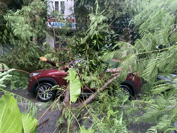 Chiếc xe Hyundai Tucson không may mắn khi bị cây đè.