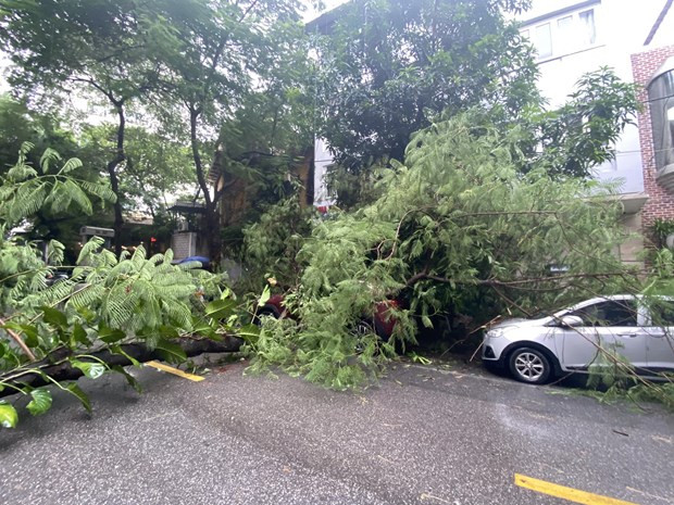 Cây phượng đổ chắn ngang phố Hàn Thuyên, trúng vào 2 chiếc xe ôtô đỗ bên đường.