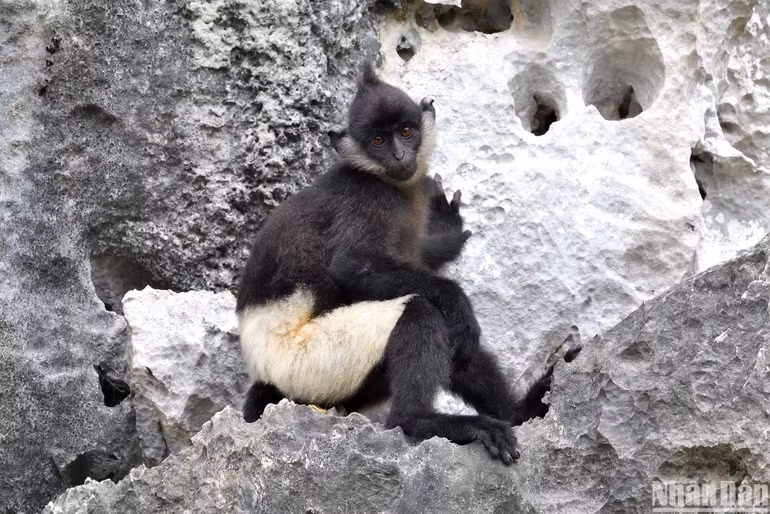 Qua rà soát kỹ thuật, rất nhiều loài thú đã được nâng hạng bảo tồn. Trong ảnh là một cá thể voọc quần đùi trắng tại Kim Bảng, Hà Nam. (Ảnh: Trung tâm Bảo tồn Thiên nhiên và Phát triển)