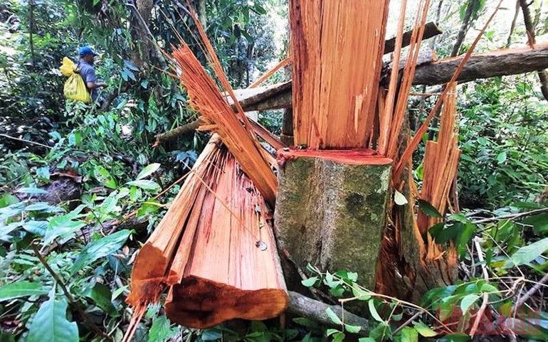 Nhiều diện tích rừng tự nhiên tại Việt Nam bị khai thác trái phép.