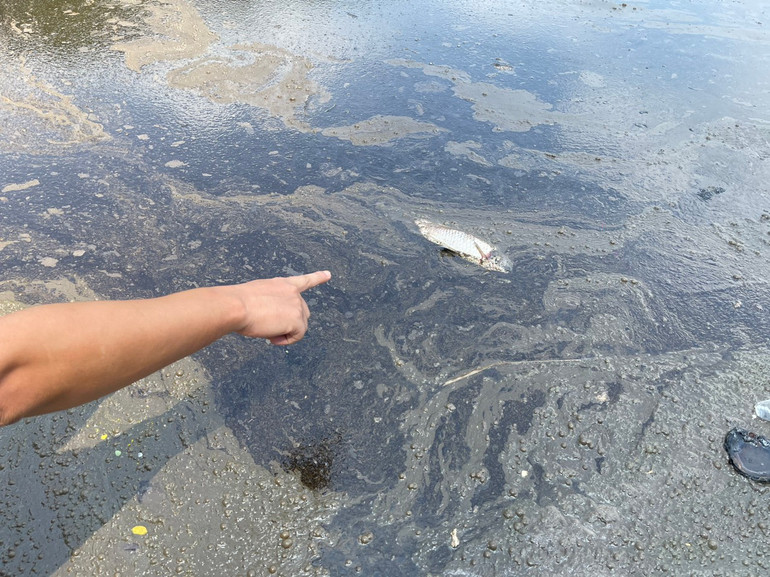 Cá chết tại khu vực có dầu thải chảy ra trên hồ Linh Đàm. Ảnh chụp sáng 1/10. Cá chết tại khu vực có dầu thải chảy ra trên hồ Linh Đàm. Ảnh chụp sáng 1/10.