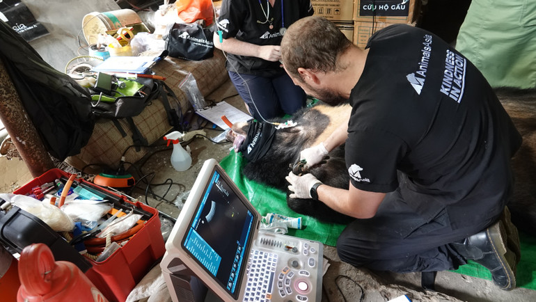 Bác sĩ Shaun cắt móng cho gấu để tránh quặp gây đau đớn cho gấu.