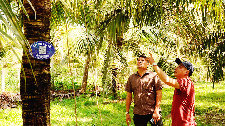 Mỗi cây dừa đều được gắn mã định danh riêng. Mỗi cây dừa đều được gắn mã định danh riêng.