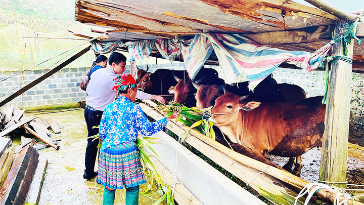 Đồng bào H’Mông xã Bản Mù, huyện Trạm Tấu chăm sóc đàn đại gia súc nuôi bán chăn thả. Đồng bào H’Mông xã Bản Mù, huyện Trạm Tấu chăm sóc đàn đại gia súc nuôi bán chăn thả.