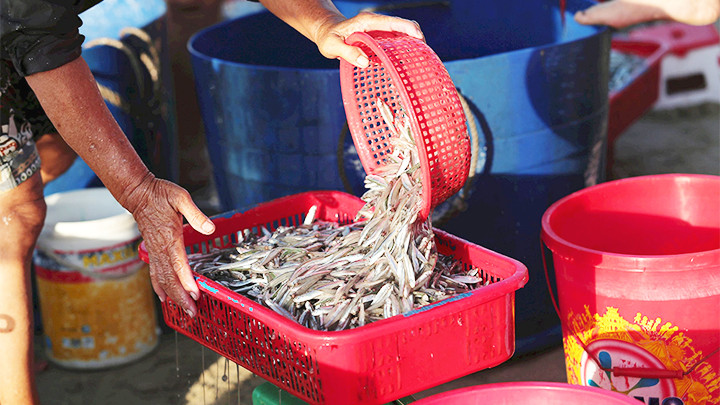 Cá cơm tươi rói.