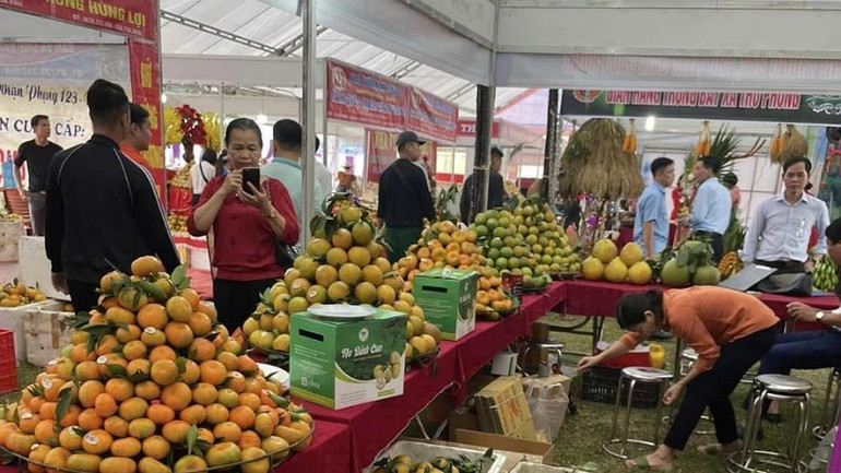 Cam Cao Phong là một trong những sản phẩm OCOP nổi tiếng của Hòa Bình.