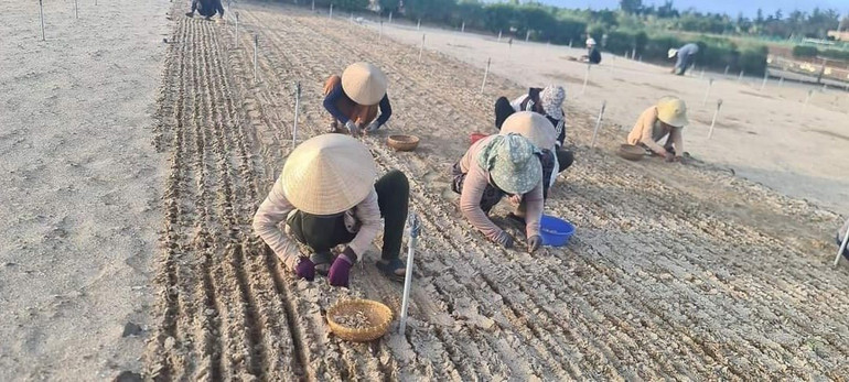 Mùa trồng tỏi tháng 10.