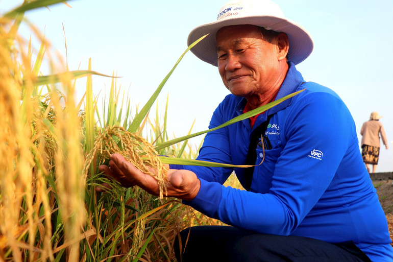 Ông Nguyễn Văn Bé, nông dân ở huyện Vũng Liêm (Vĩnh Long) thử nghiệm gieo trồng giống lúa mới. Ảnh: TTXVN