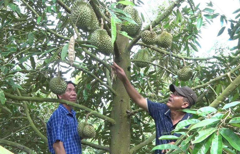 Cán bộ nông nghiệp hướng dẫn nhà vườn xây dựng mã số vùng trồng để xuất khẩu sầu riêng chính ngạch vào thị trường Trung Quốc và nhiều nước trên thế giới.