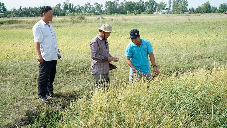 Người dân Sóc Trăng thu hoạch lúa sản xuất theo hướng hữu cơ.