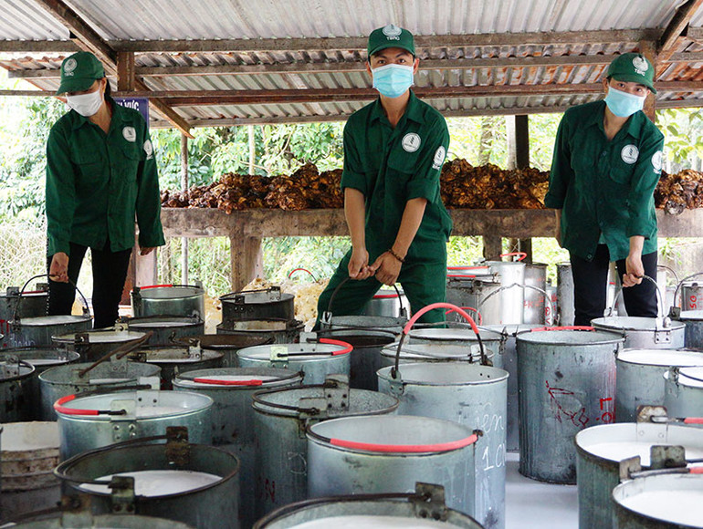 Công nhân Công ty Cổ phần Cao-su Tân Biên tập kết mủ cao-su tại nông trường.